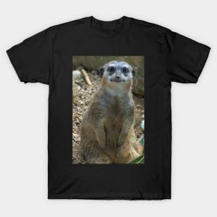 meerkat T-Shirt